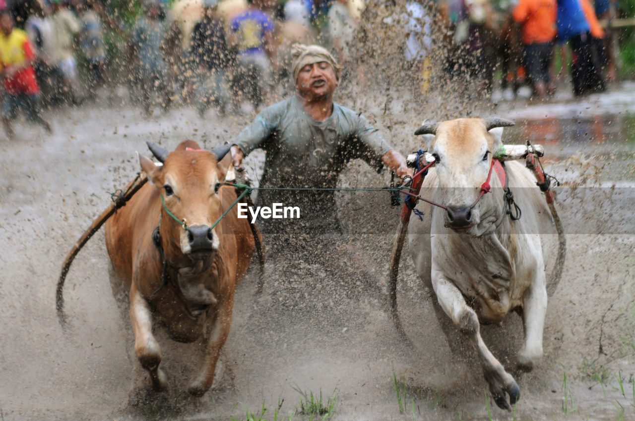 Man riding ox cart in puddle during rainy season