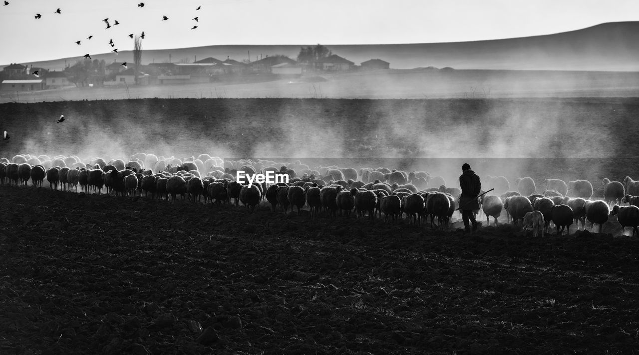 Flock of sheep with birds flying against sky