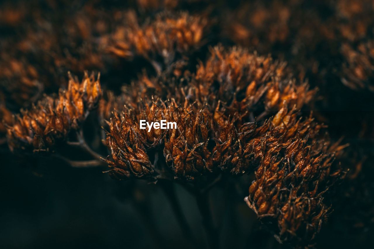 Close-up of wilted plant