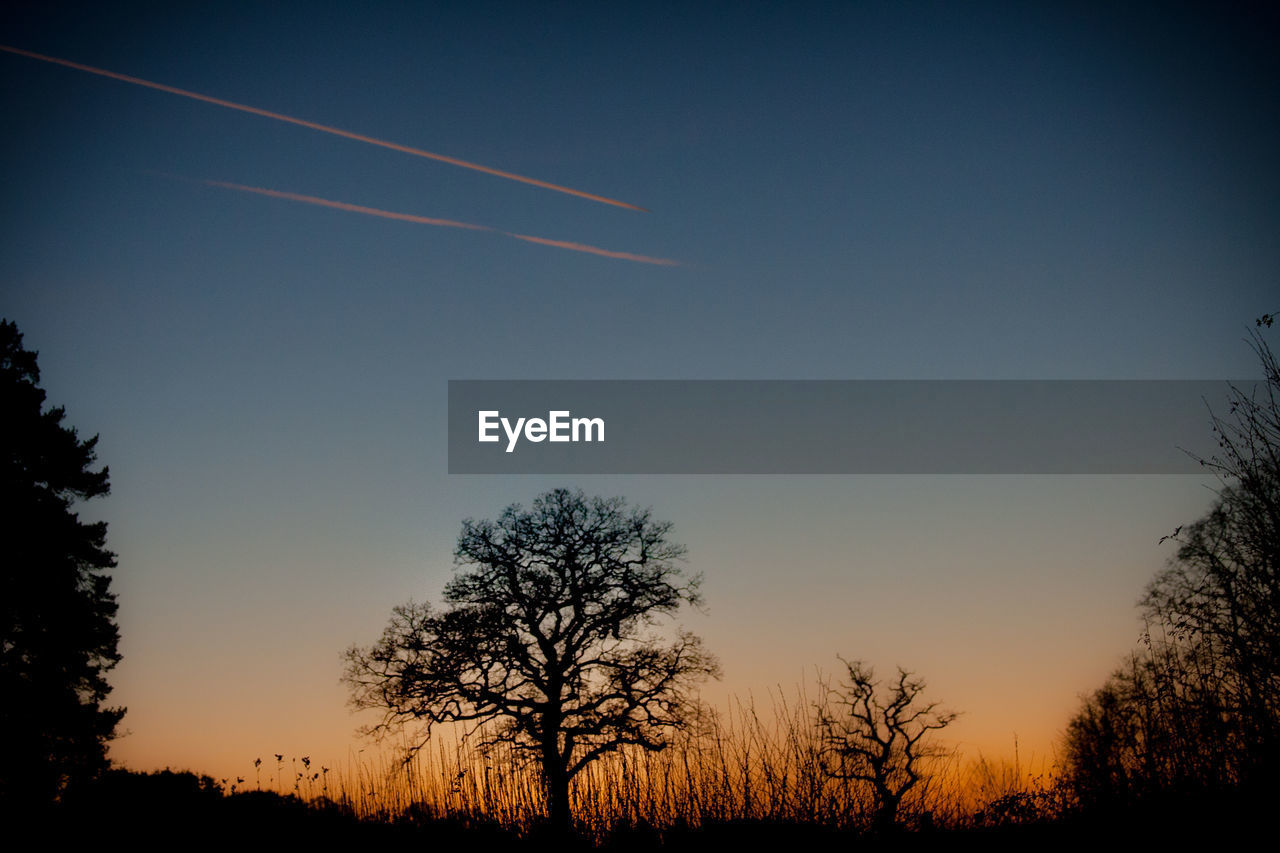 LOW ANGLE VIEW OF SILHOUETTE TREES AGAINST SKY AT NIGHT