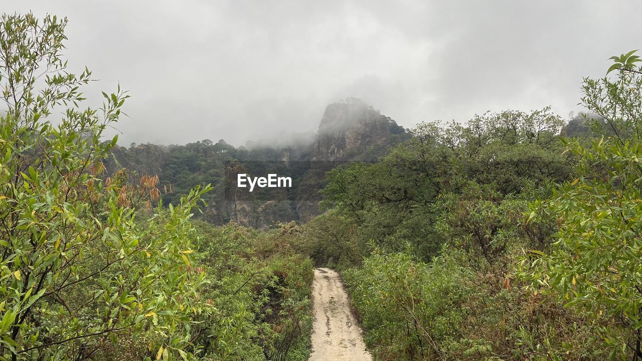 plant, nature, forest, environment, jungle, cloud, tree, sky, landscape, natural environment, rainforest, mountain, land, vegetation, fog, scenics - nature, beauty in nature, rural area, travel, wilderness, no people, travel destinations, tourism, outdoors, green, overcast, social issues, ridge, non-urban scene, tranquility, growth, footpath, valley, trail, day