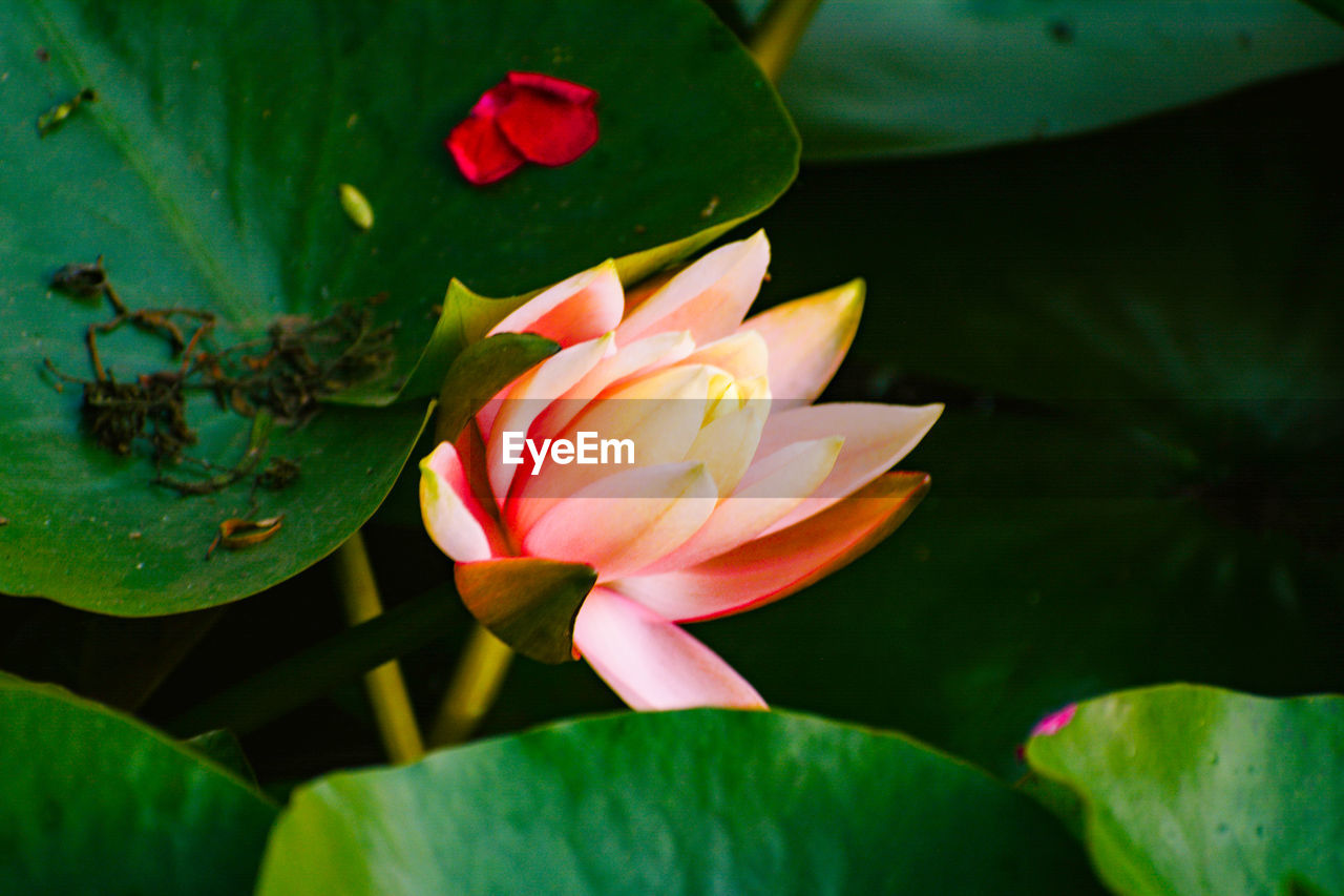 CLOSE-UP OF LOTUS WATER LILY