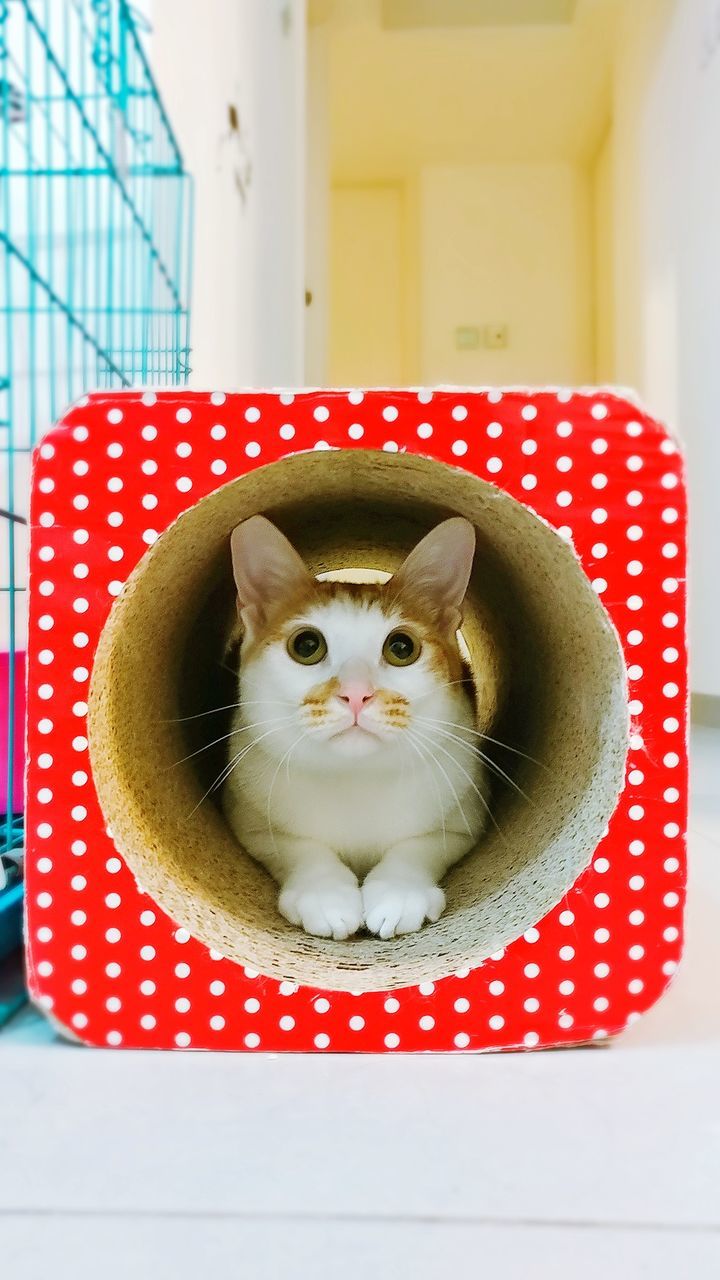 PORTRAIT OF CAT IN RED SITTING ON TABLE