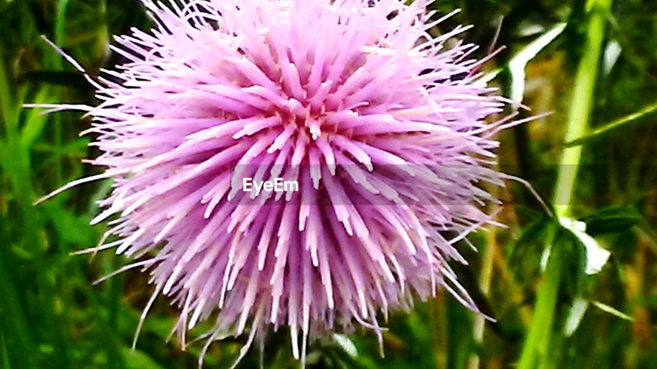 CLOSE-UP OF PURPLE THISTLE FLOWER BLOOMING OUTDOORS