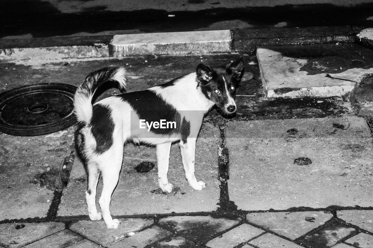 Portrait of dog standing on footpath