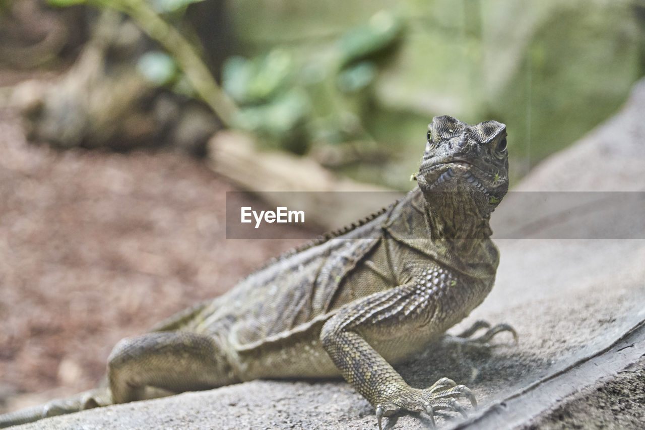 Close-up of a lizard on land