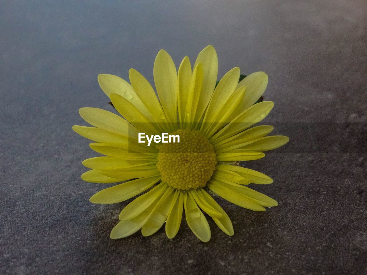 Close-up of yellow flower