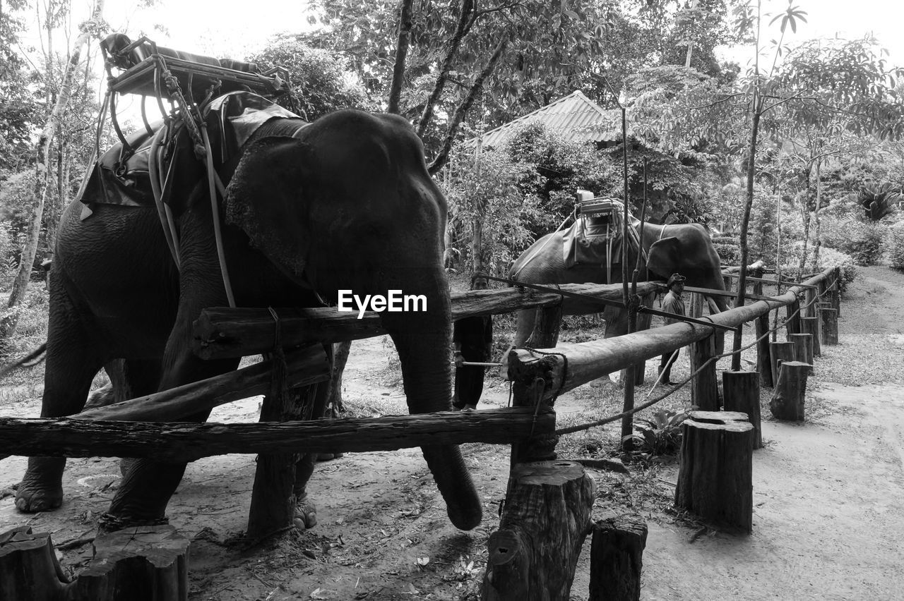 Elephant on fence against trees