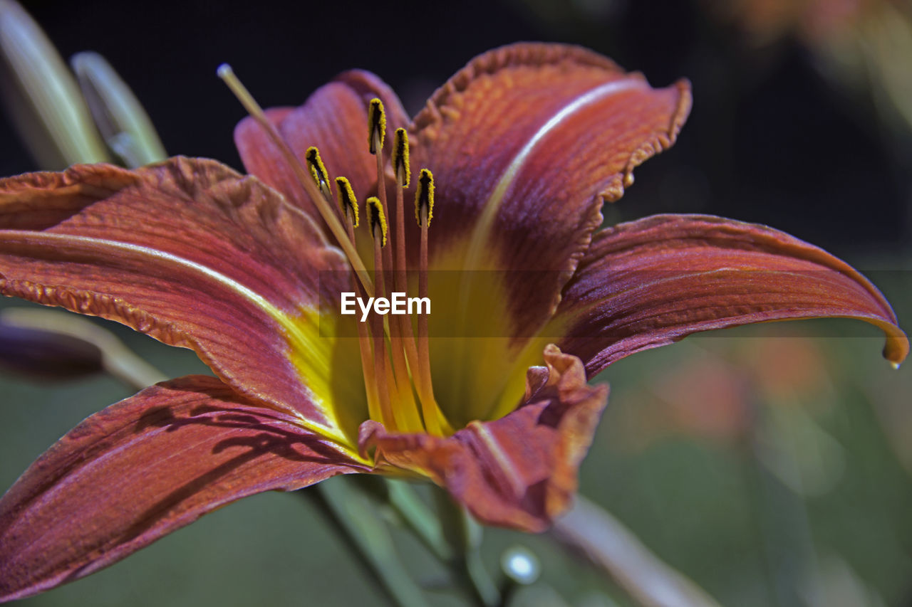 Close-up of day lily