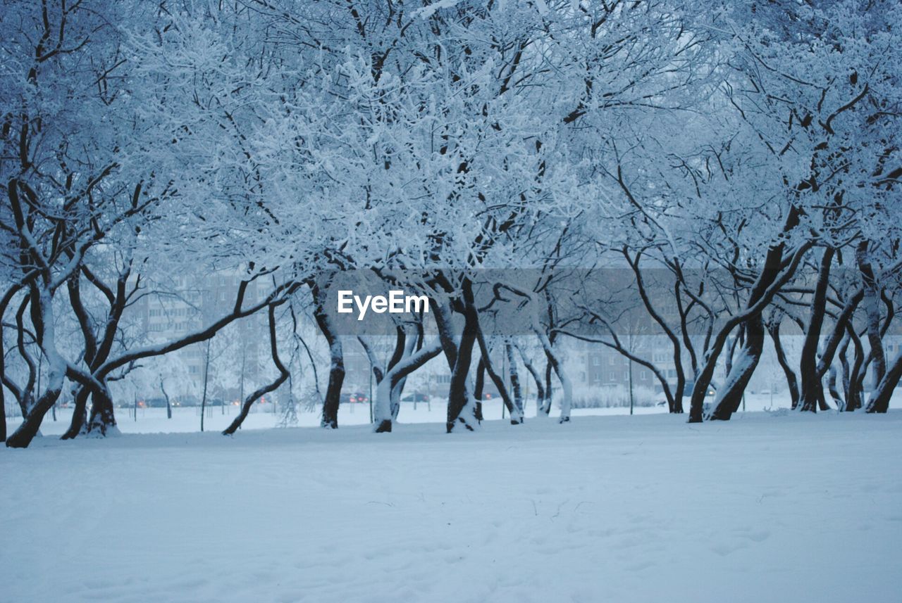 Bare trees on snow covered field