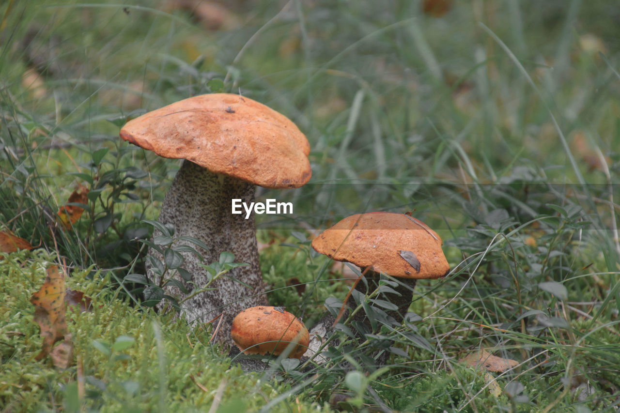 Close-up of mushroom growing on field