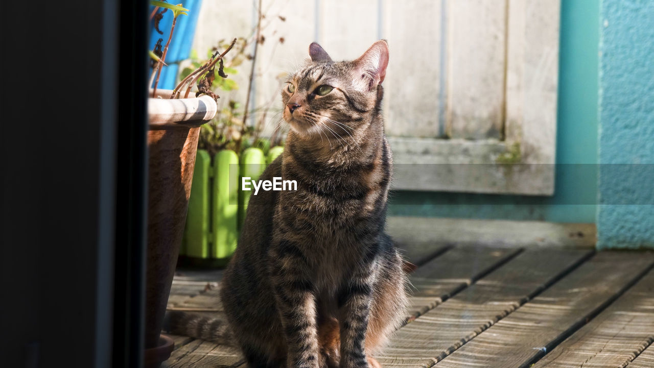 CAT LOOKING AWAY WHILE SITTING IN A ROOM