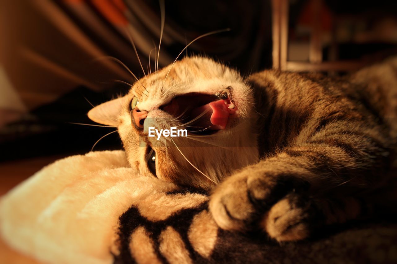 CLOSE-UP OF A CAT WITH EYES CLOSED