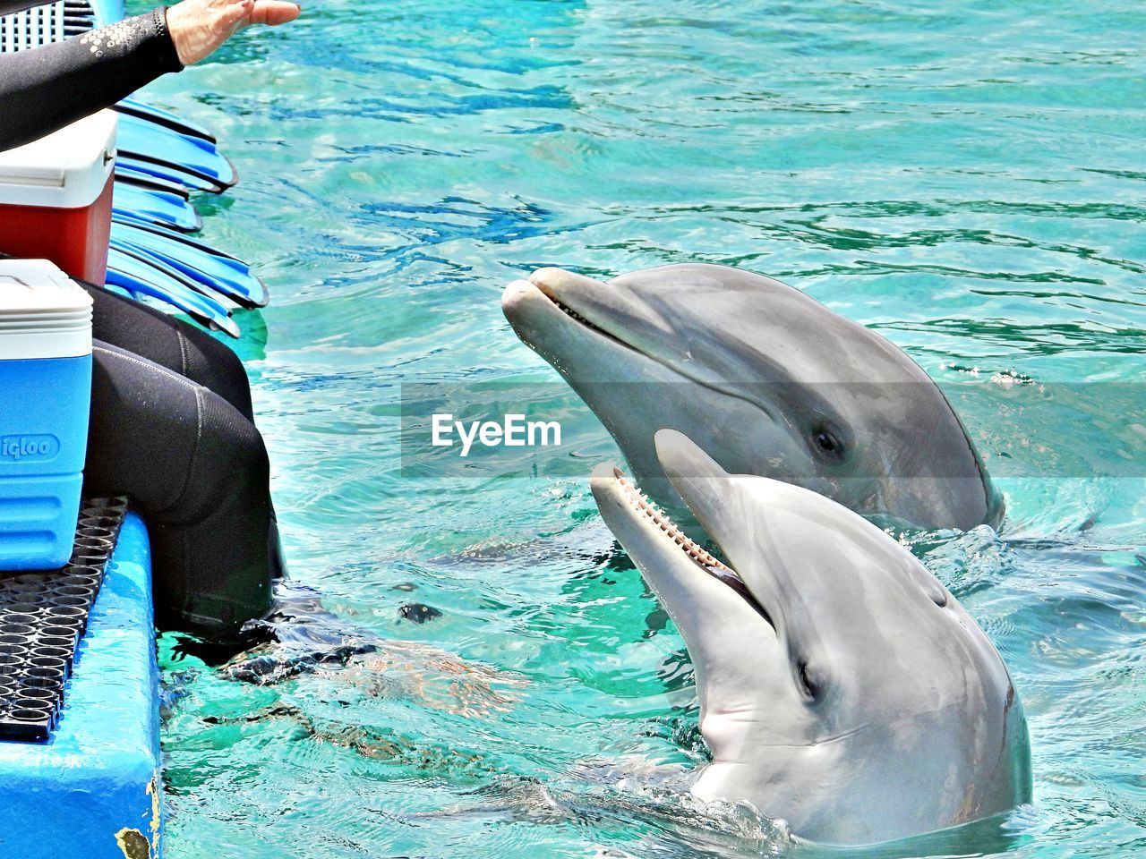 Training with dolphins 