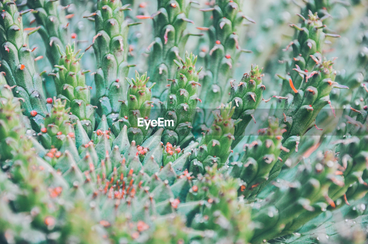 Close-up of succulent plant