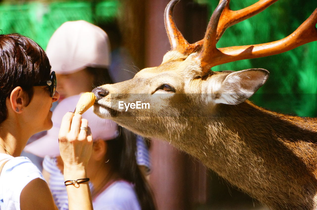 Side view of mid adult woman feeding deer at zoo