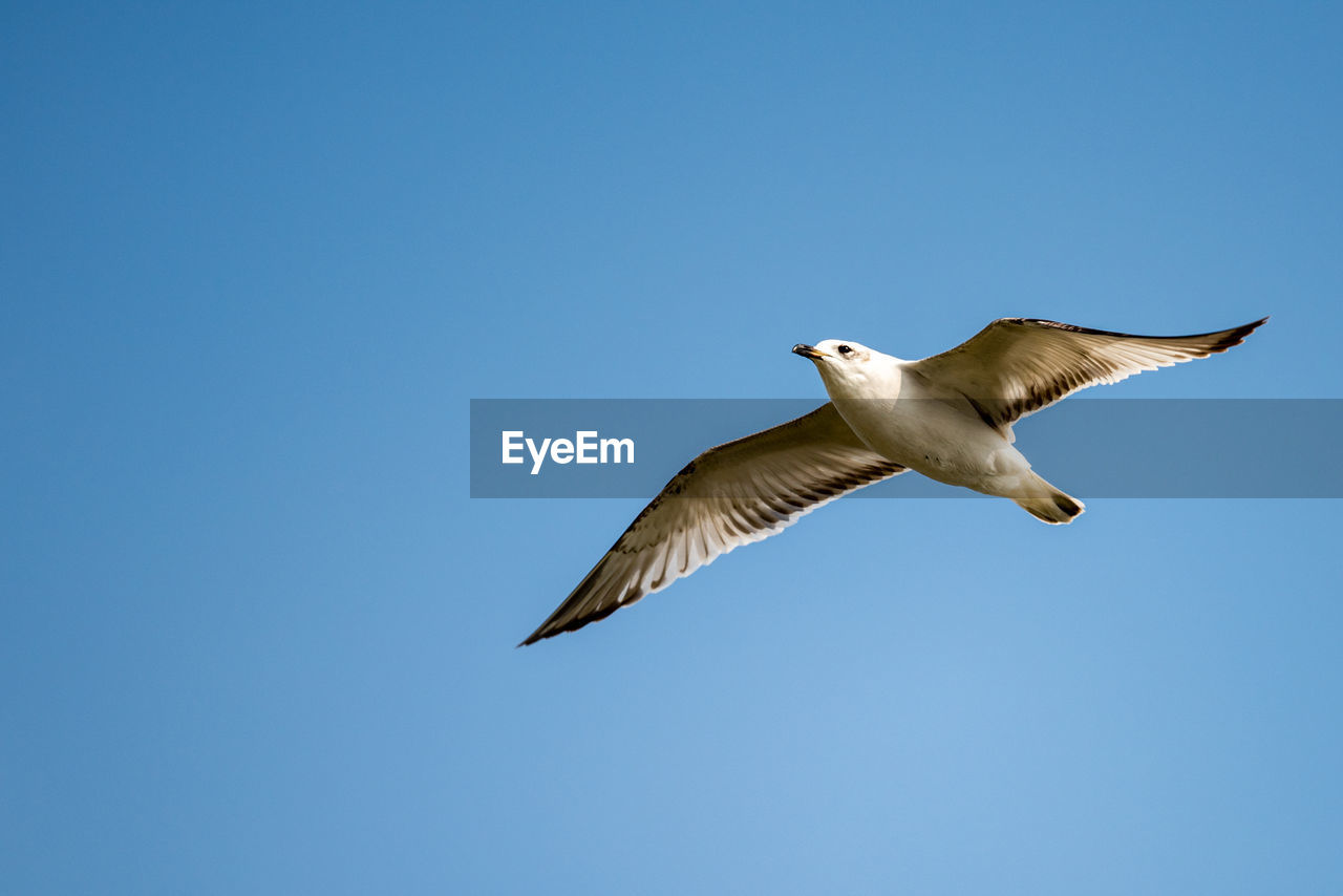 LOW ANGLE VIEW OF SEAGULL FLYING AGAINST SKY