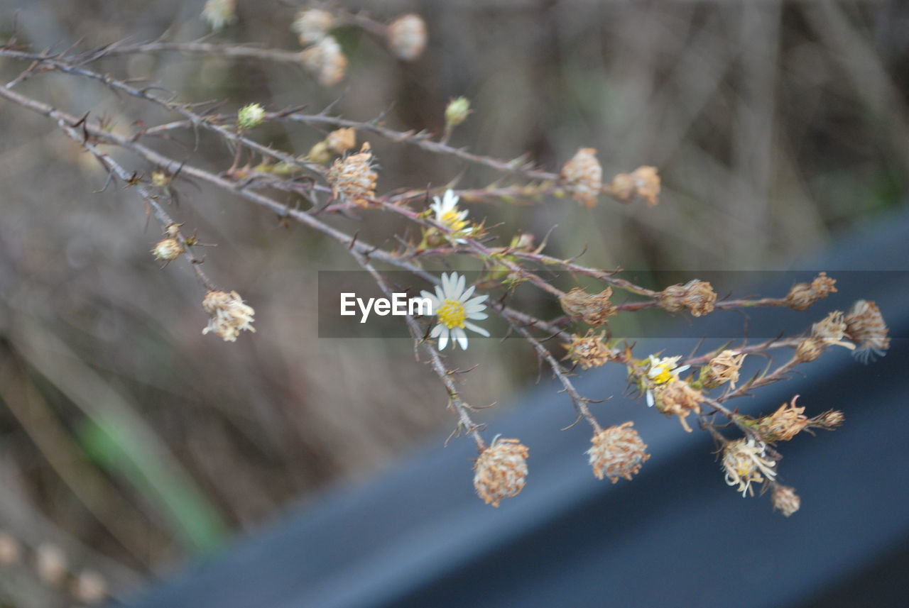 Close-up of cherry blossoms on branch