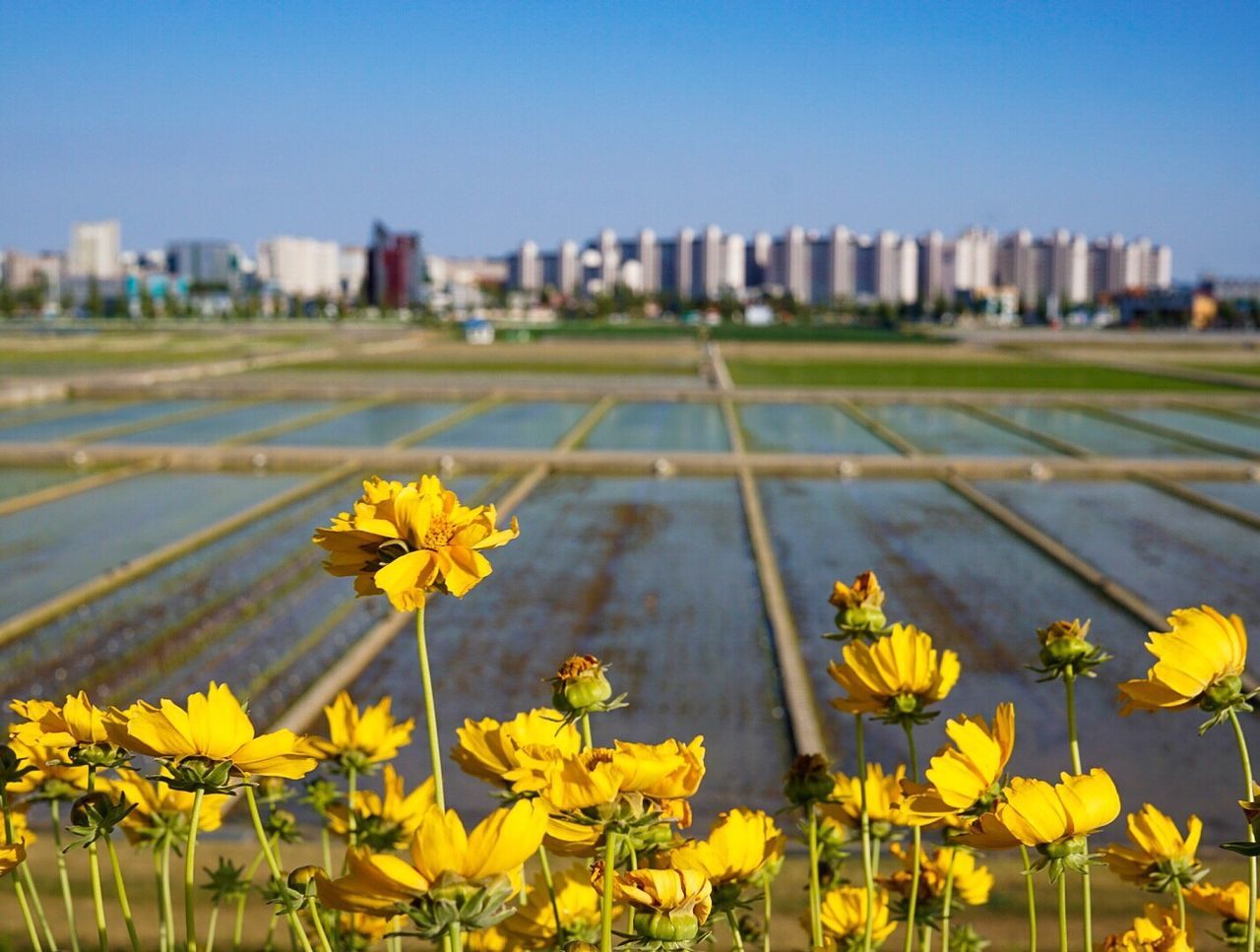 Yellow flowers blooming in city against clear sky