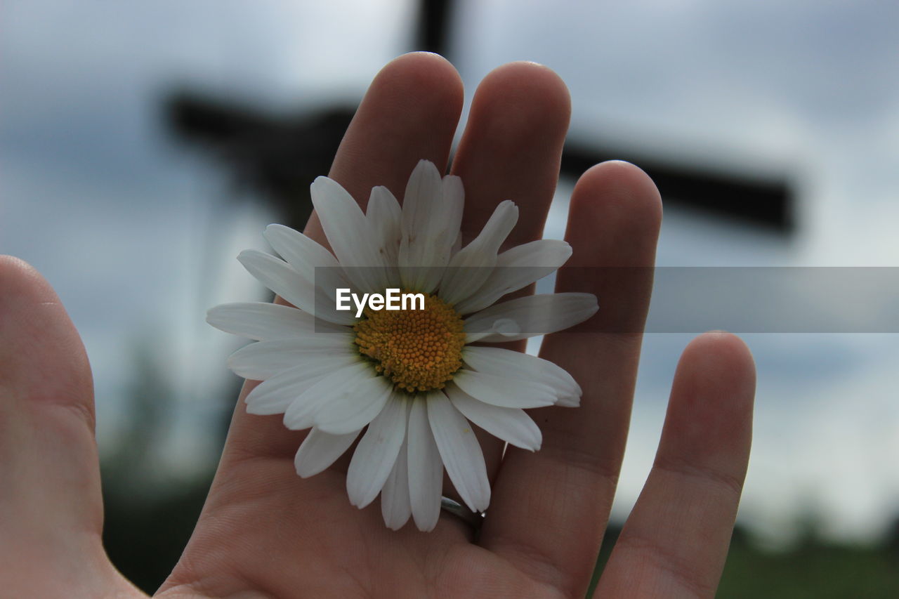 Macro shot of daisy flower