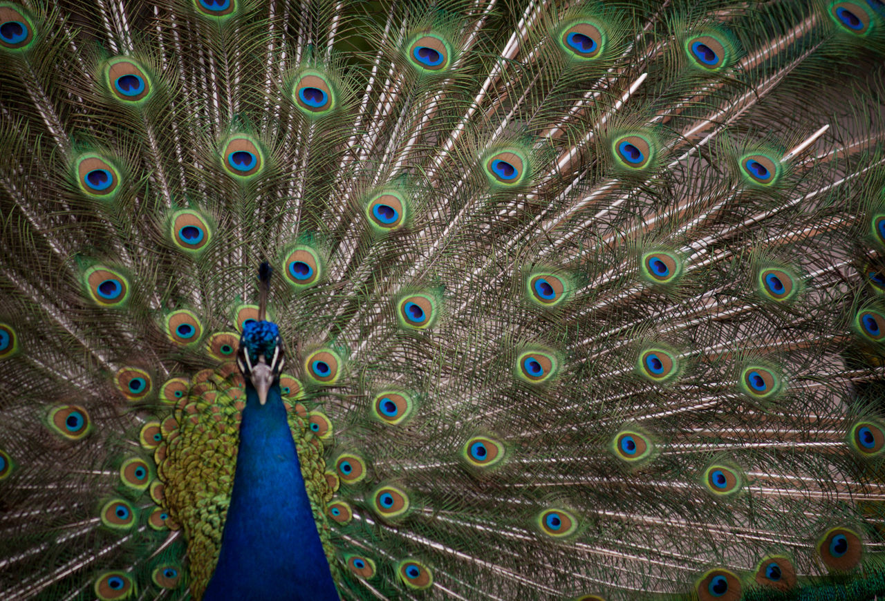 Close-up of peacock with fanned out feathers