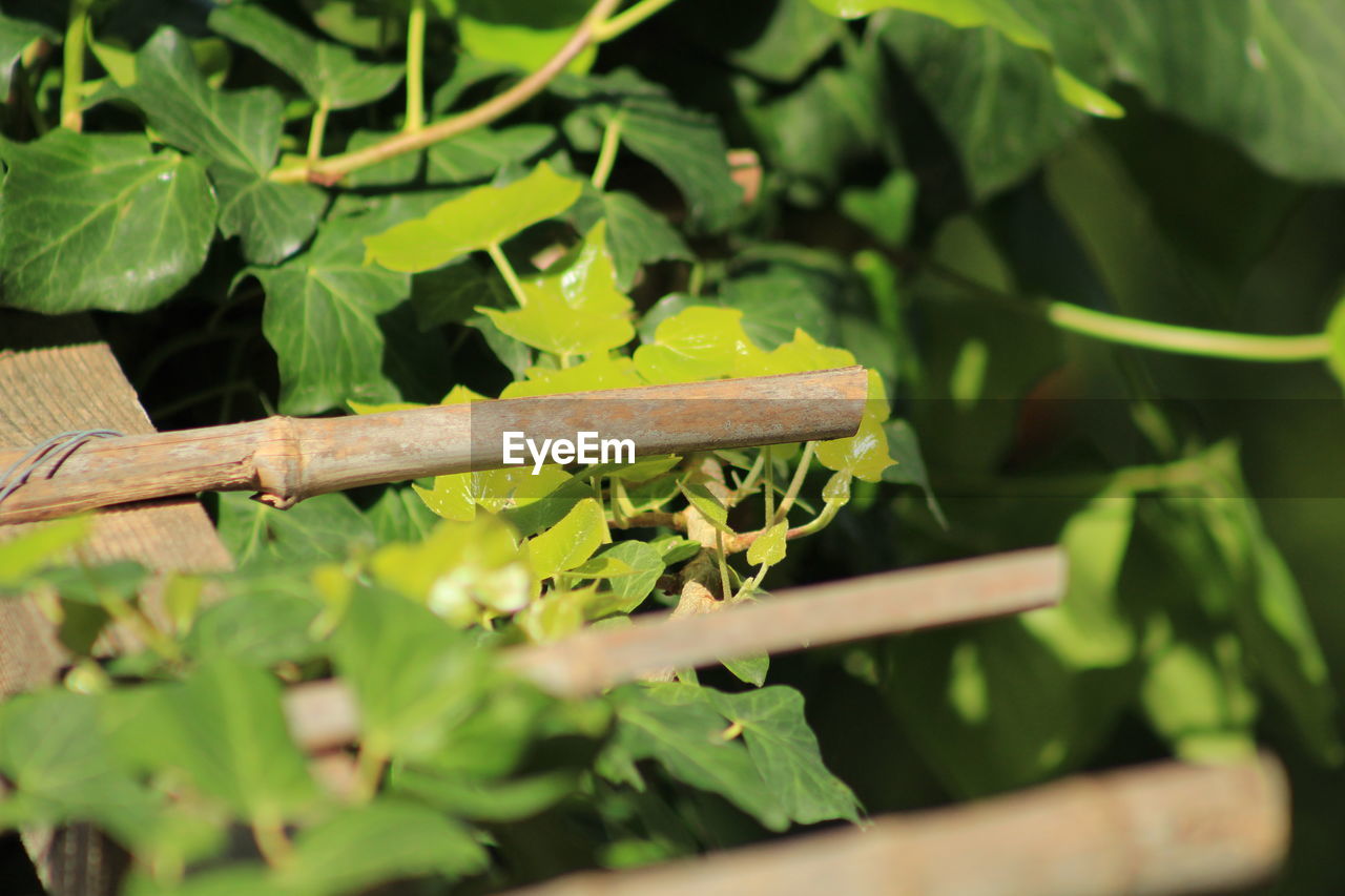 HIGH ANGLE VIEW OF PLANT GROWING ON TREE