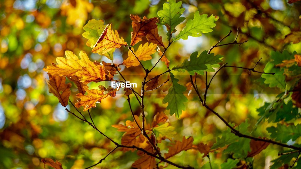 Close-up of yellow maple leaves on tree