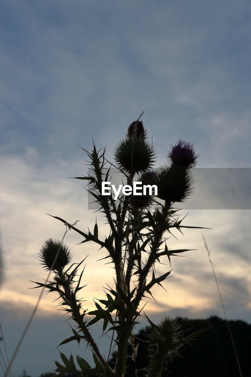 LOW ANGLE VIEW OF PLANTS AGAINST SKY