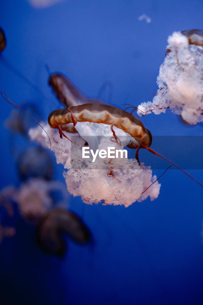 Jellyfish dance in aquariu
