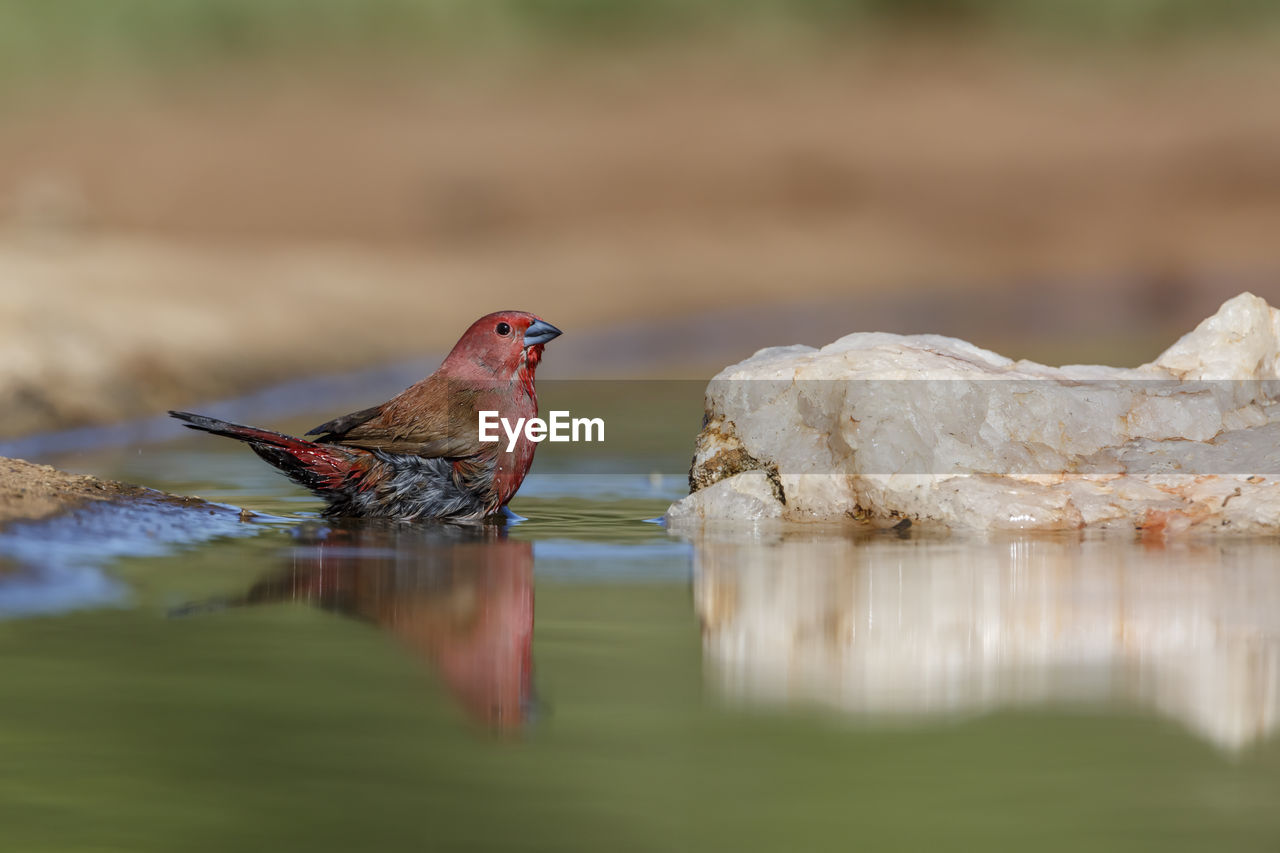 close-up of bird perching on rock