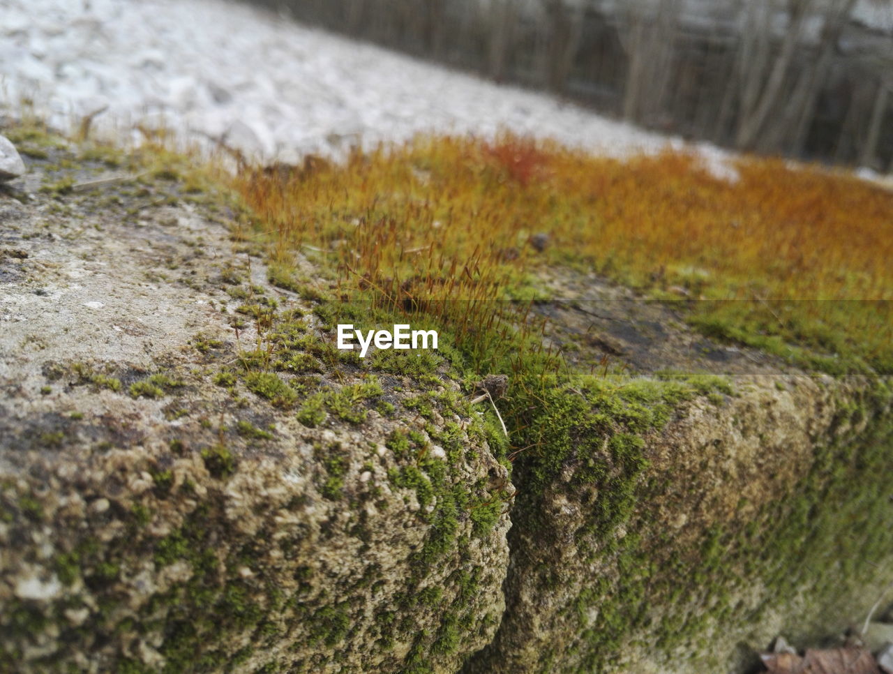 CLOSE-UP OF PLANT