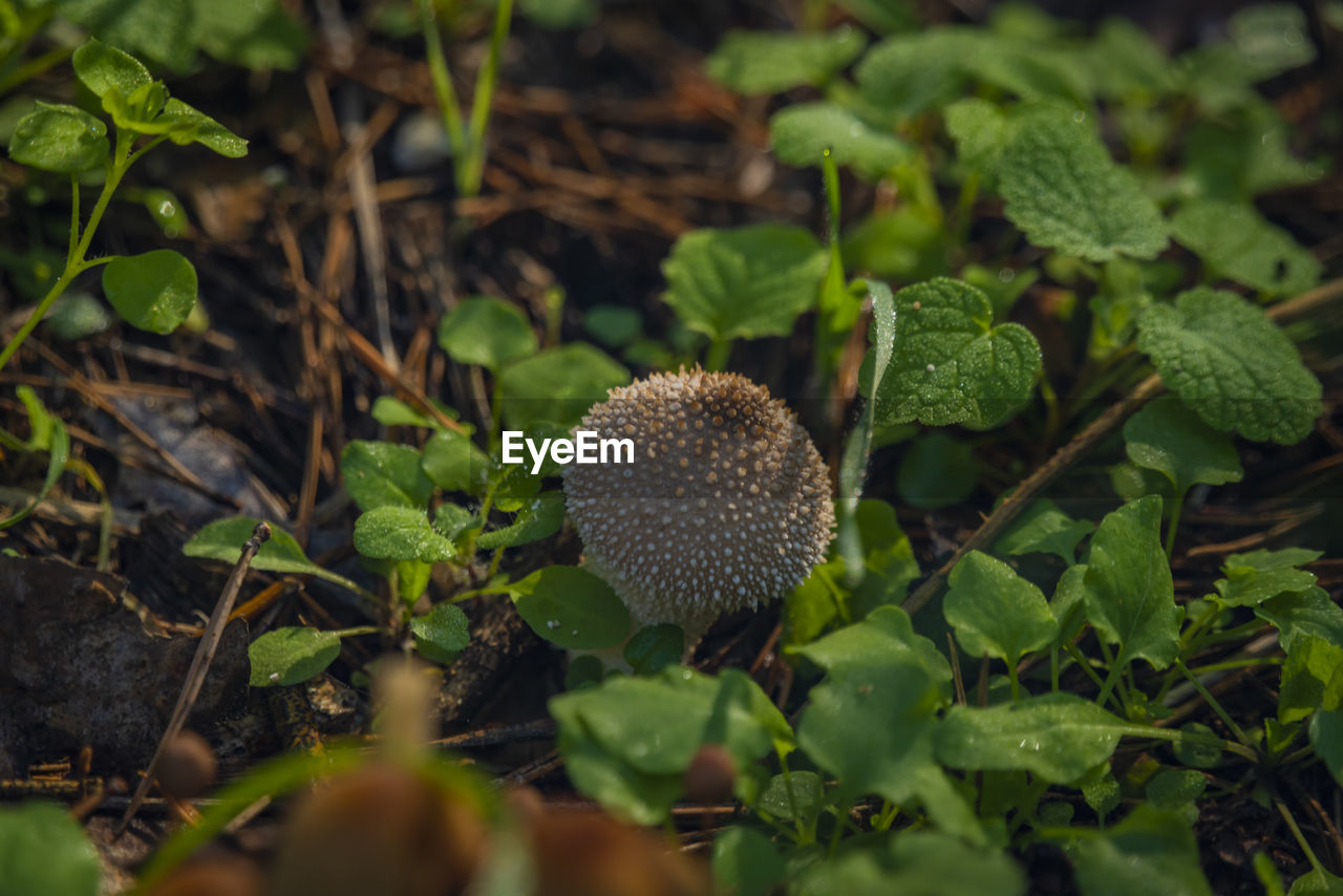 nature, green, food, plant, flower, food and drink, leaf, forest, plant part, growth, vegetable, macro photography, healthy eating, no people, woodland, autumn, fruit, land, freshness, close-up, outdoors, field, beauty in nature, selective focus, day, mushroom, tree