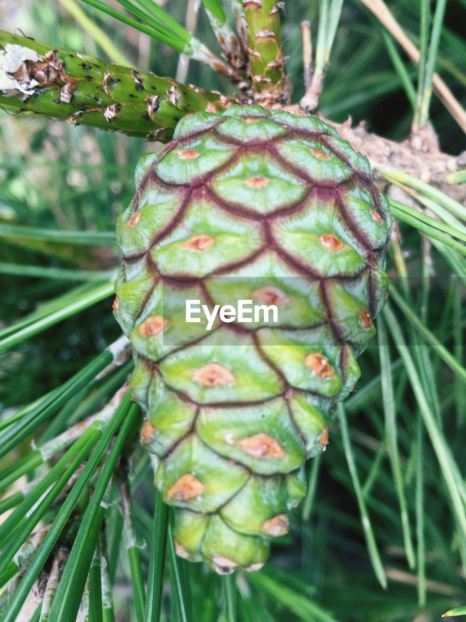 CLOSE-UP OF PLANTS