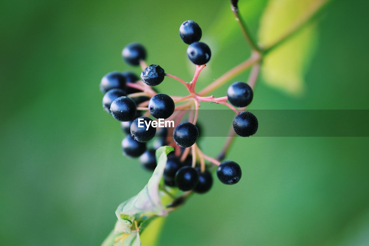 CLOSE-UP OF GRAPES GROWING IN TREE