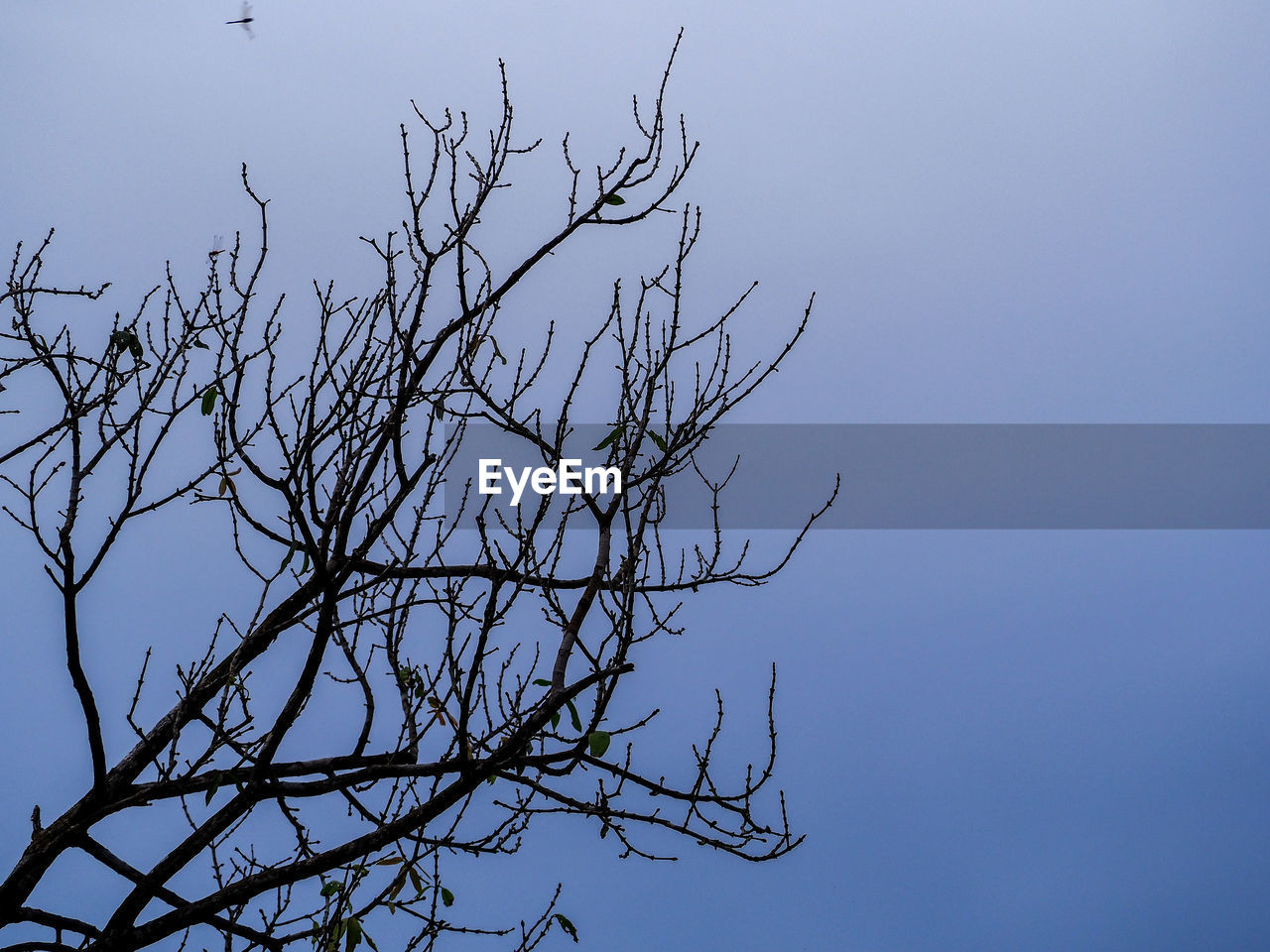 LOW ANGLE VIEW OF SILHOUETTE BARE TREE AGAINST CLEAR SKY