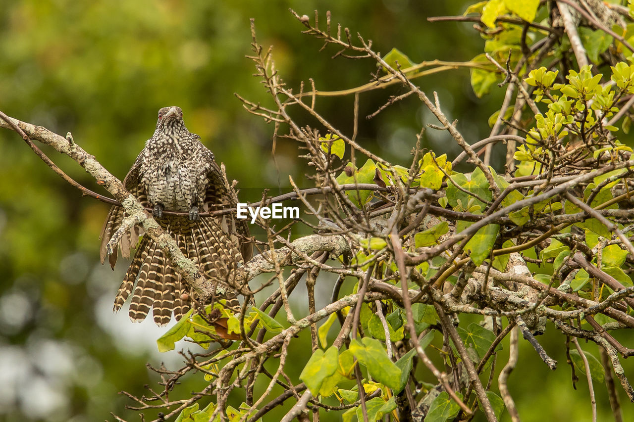 CLOSE-UP OF BIRD PERCHING ON TREE BRANCH