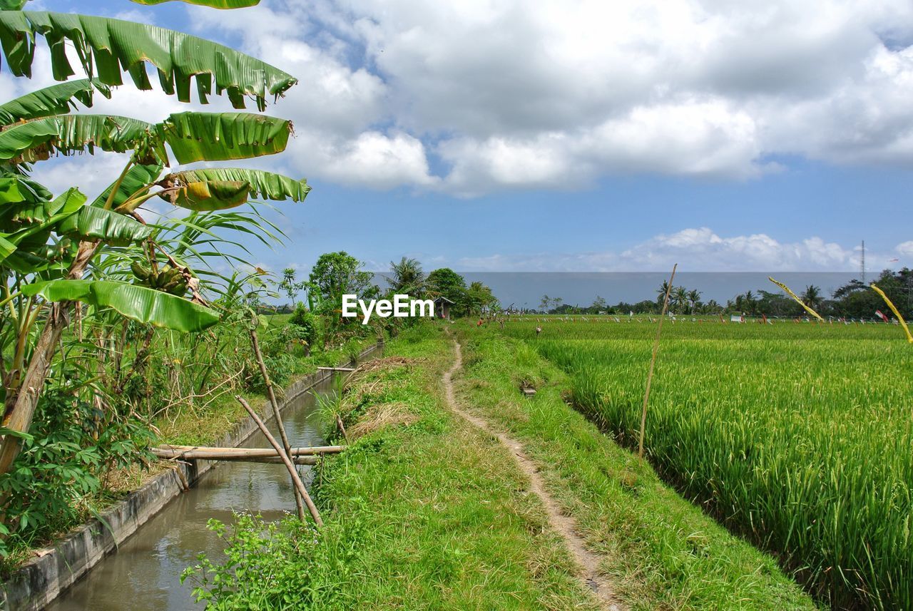 Scenic view of agricultural field against sky