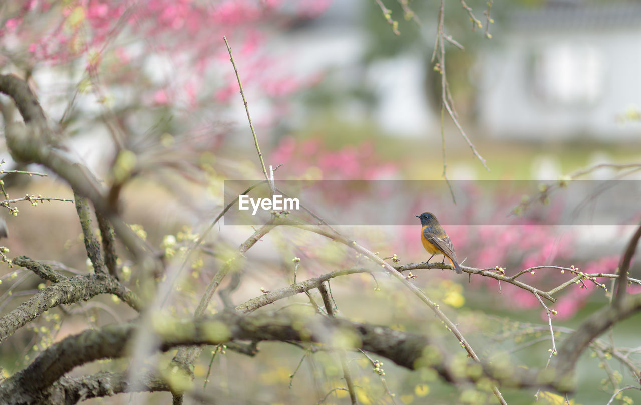 Songbird perching on branch