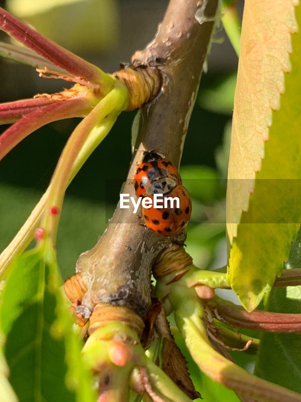 CLOSE-UP OF LADYBUG ON PLANTS