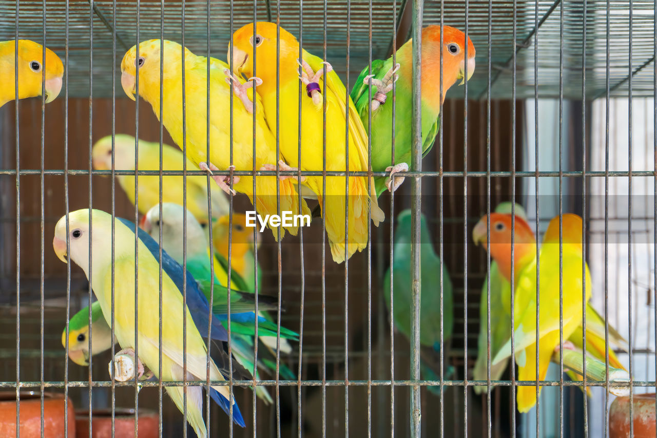 Little colorful parrots in a cage close up
