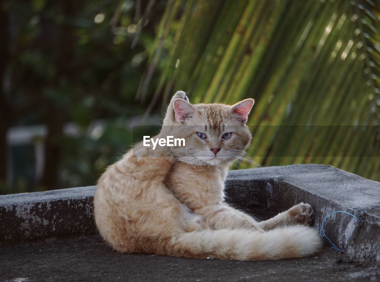 Portrait of cat resting outdoors
