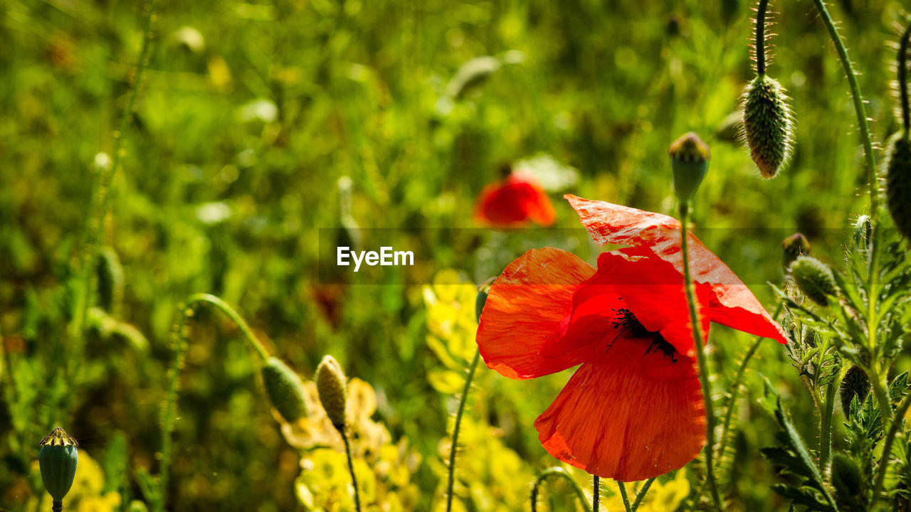 CLOSE-UP OF POPPY BLOOMING OUTDOORS