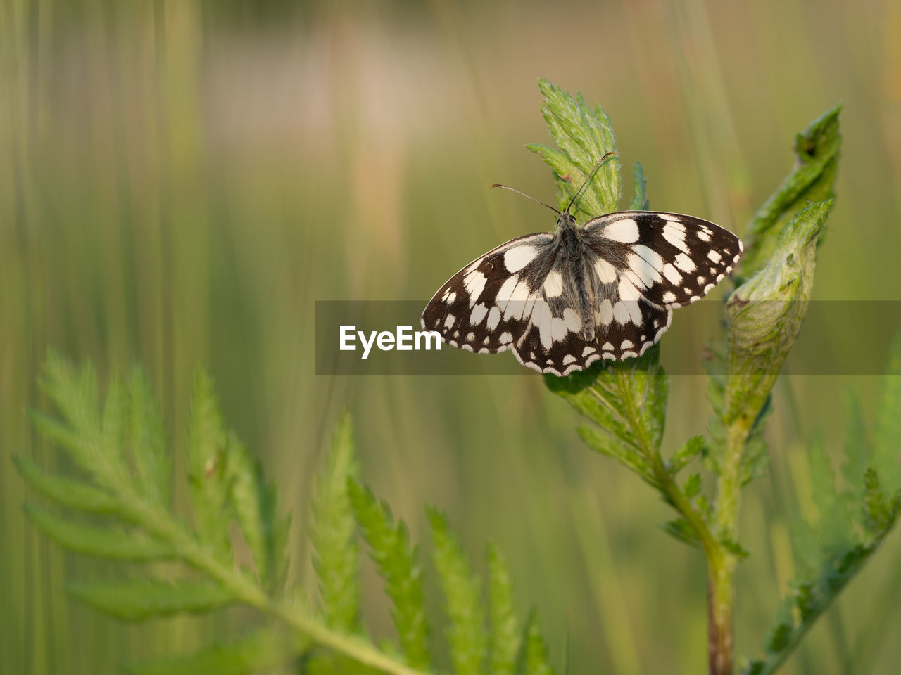 Close-up of butterfly on plant