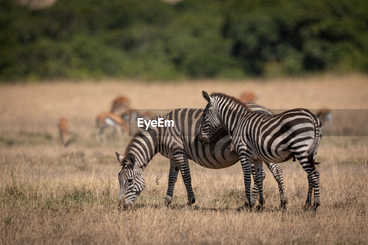 Plains zebra stands by mother near gazelles