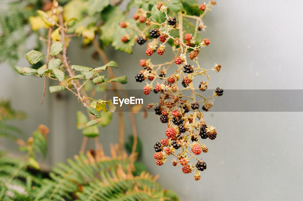 CLOSE-UP OF FRUITS ON TREE