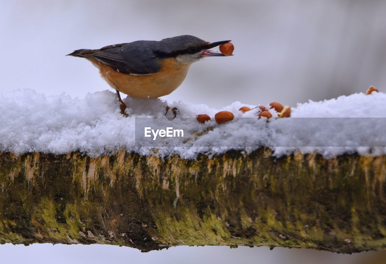 CLOSE-UP OF BIRD PERCHING ON ICE