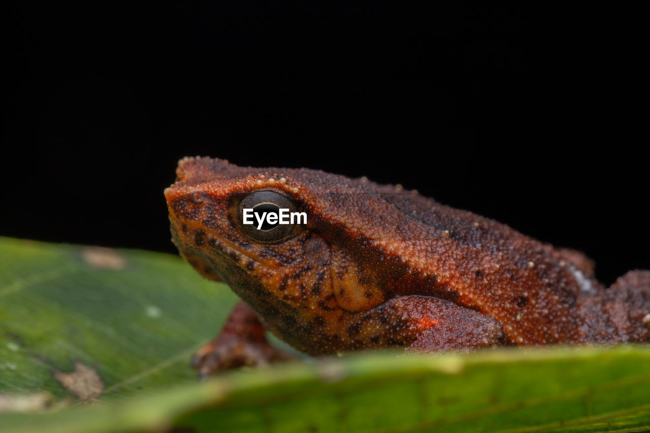 CLOSE-UP OF A LIZARD ON A BLACK BACKGROUND