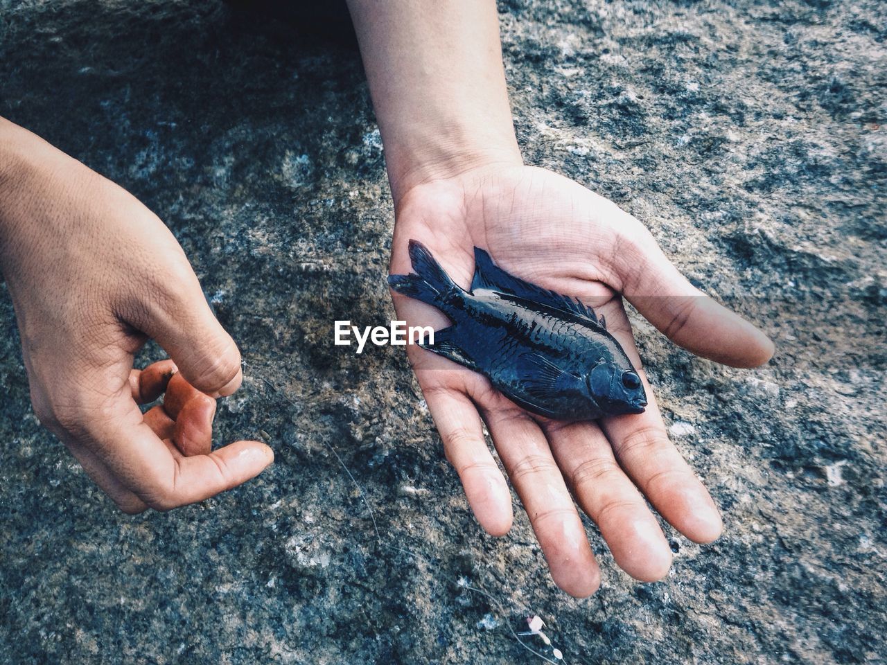 Close-up of hand holding dead fish