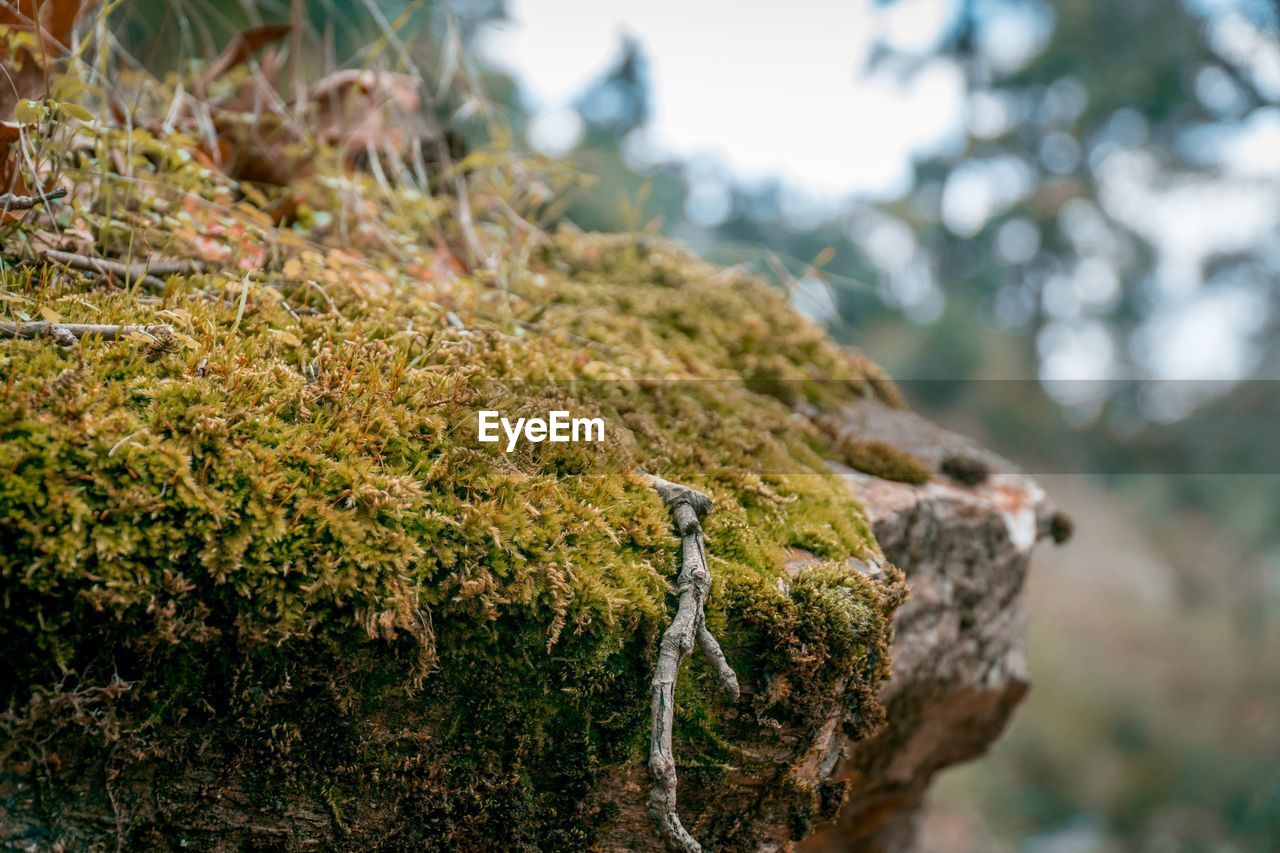 Close-up of moss growing on rock