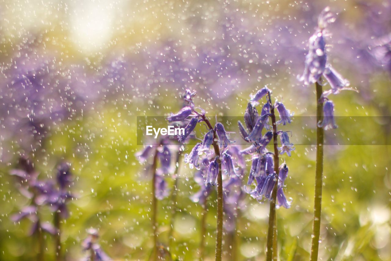 Close-up of wet purple flowering plants during rainy season